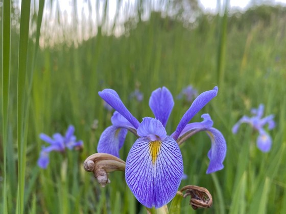 iris virginica shrevei